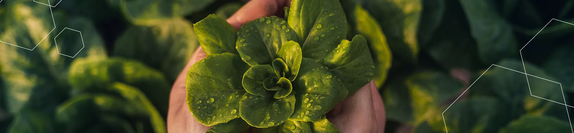 03 lettuce